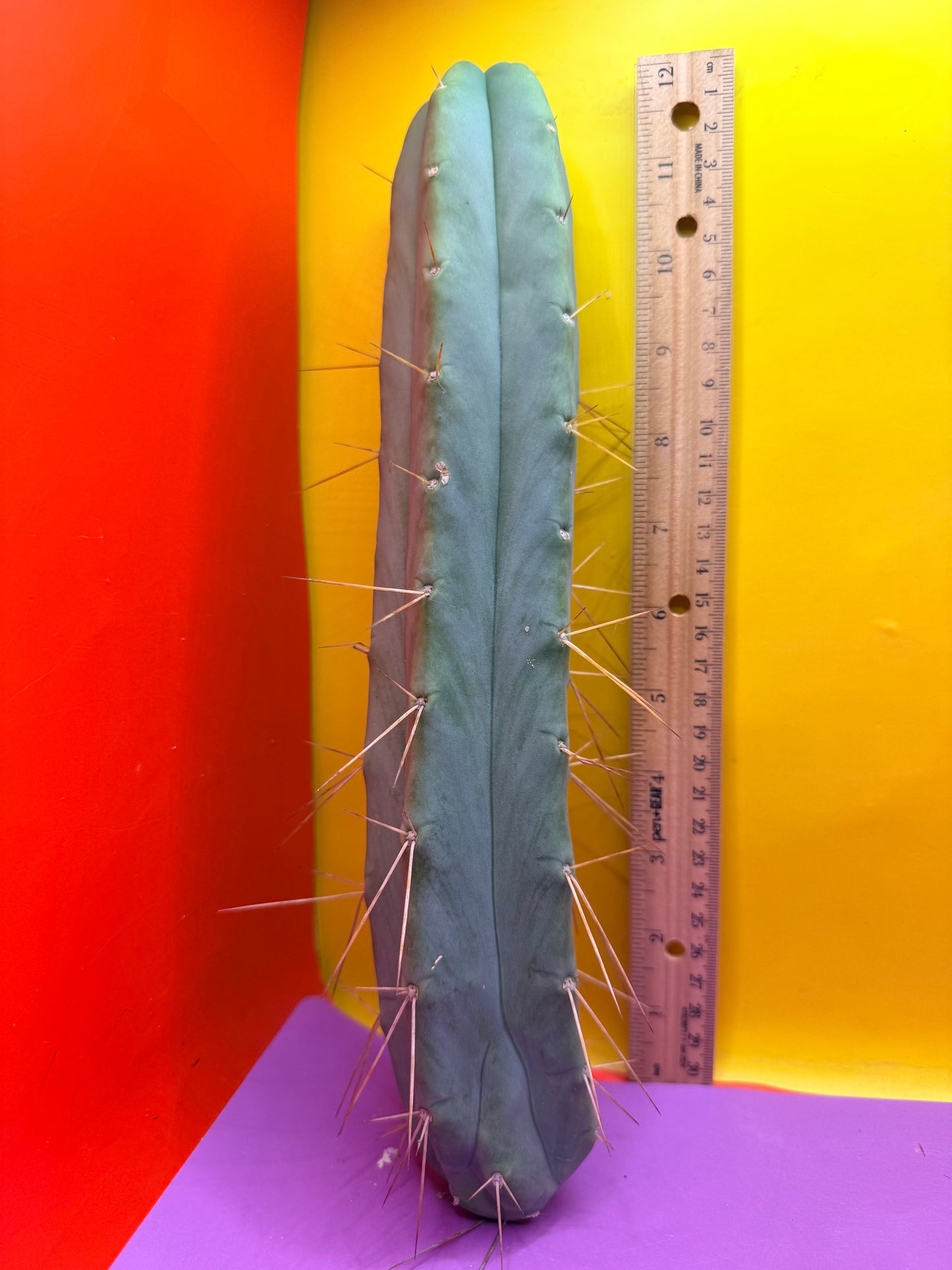 PALA REZ 🌶️!!