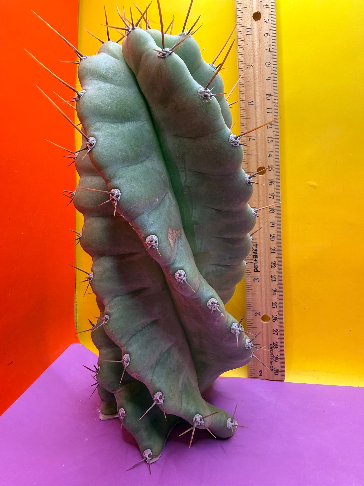 SPIRAL 🌀 CACTUS 🌵!!!