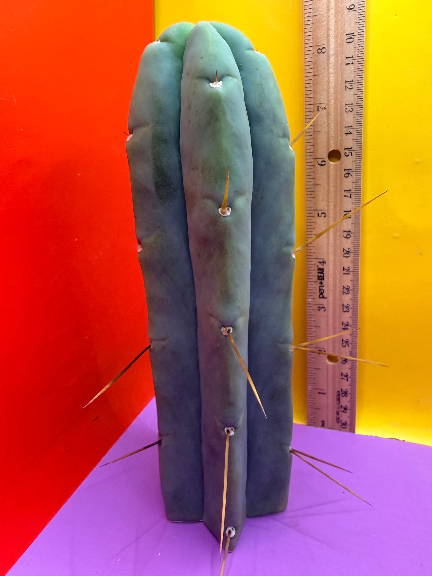 Trichocereus Bridgesii cutting of “DEL DIOS”