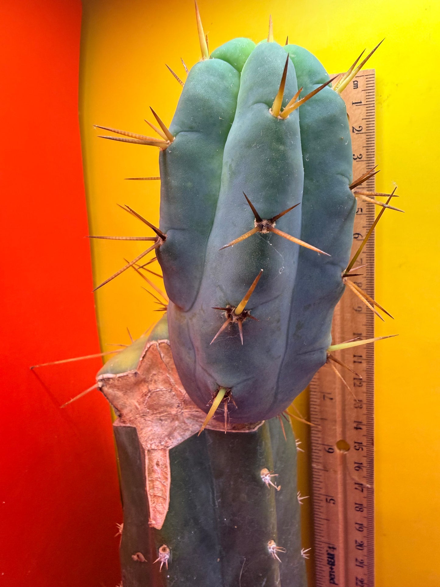 Grafted El Serpieñté