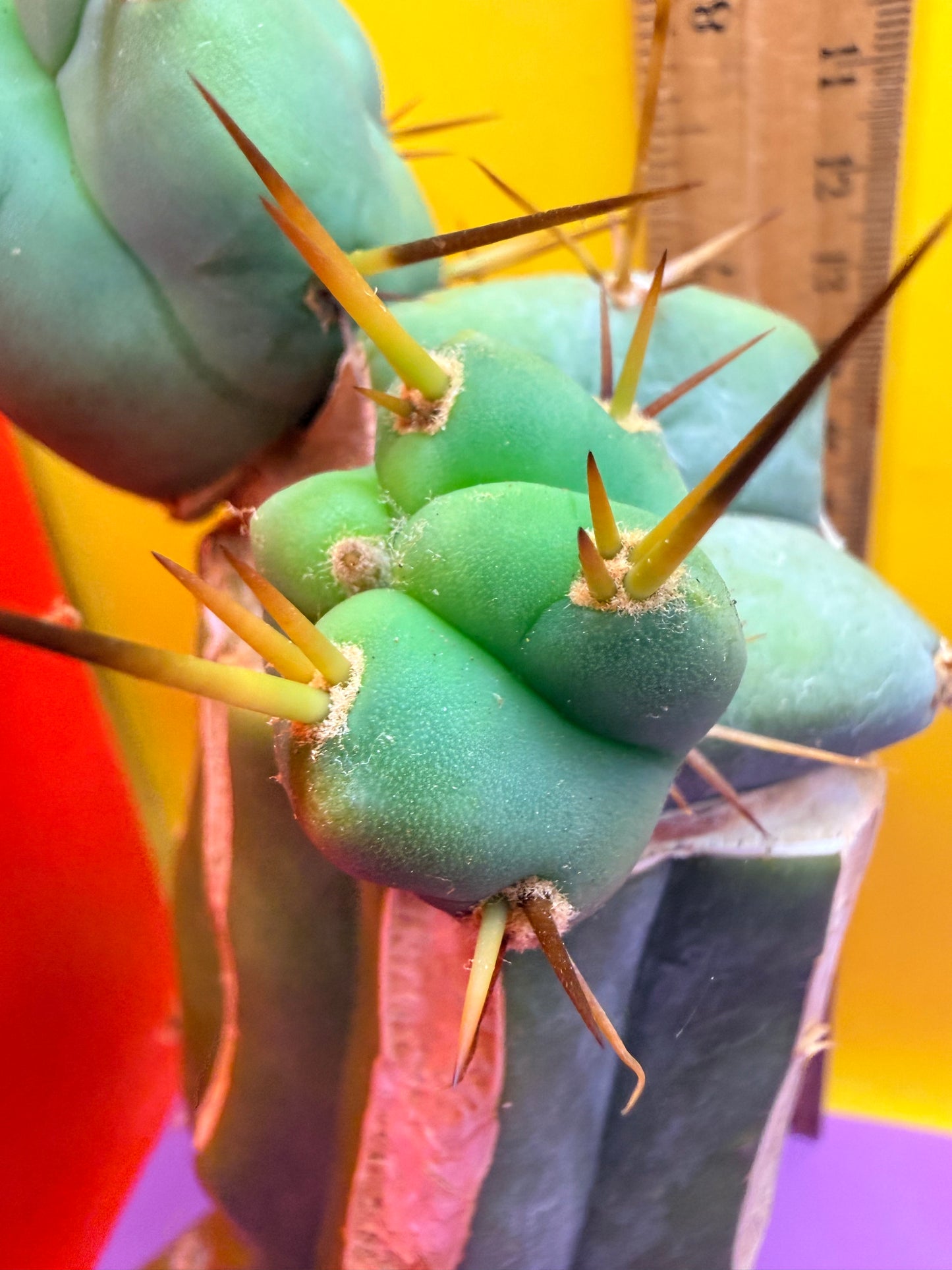 EL SERPIEÑTE Double pup Graft!