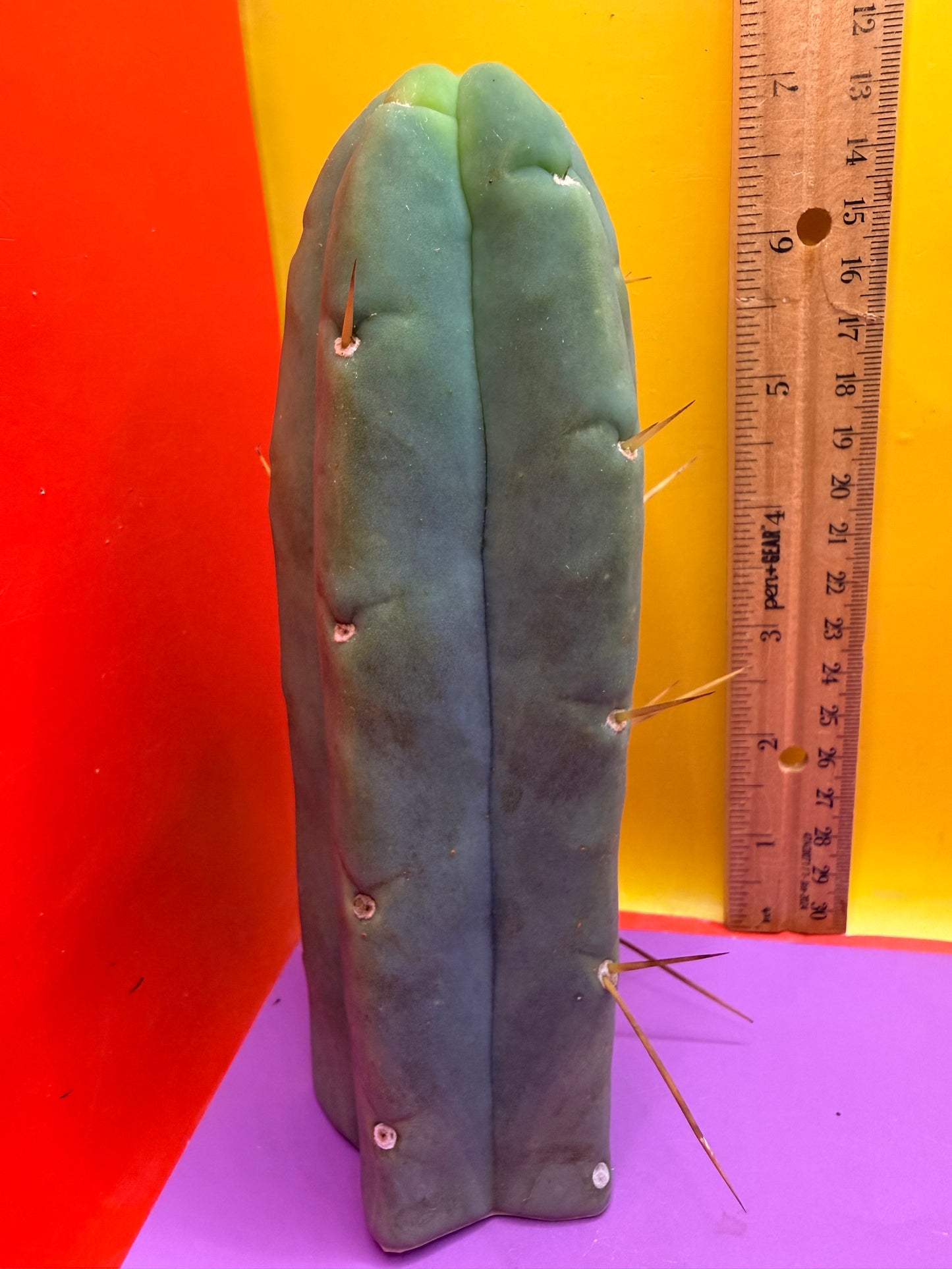 Trichocereus Bridgesii cutting of “DEL DIOS”