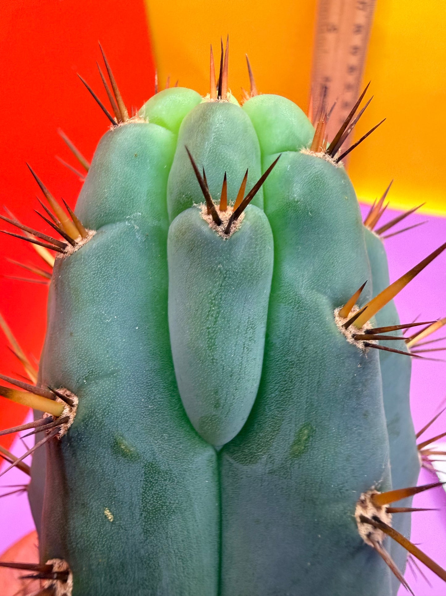 “RC’s T.P. 🧻”  trichocereus peruvianus !!