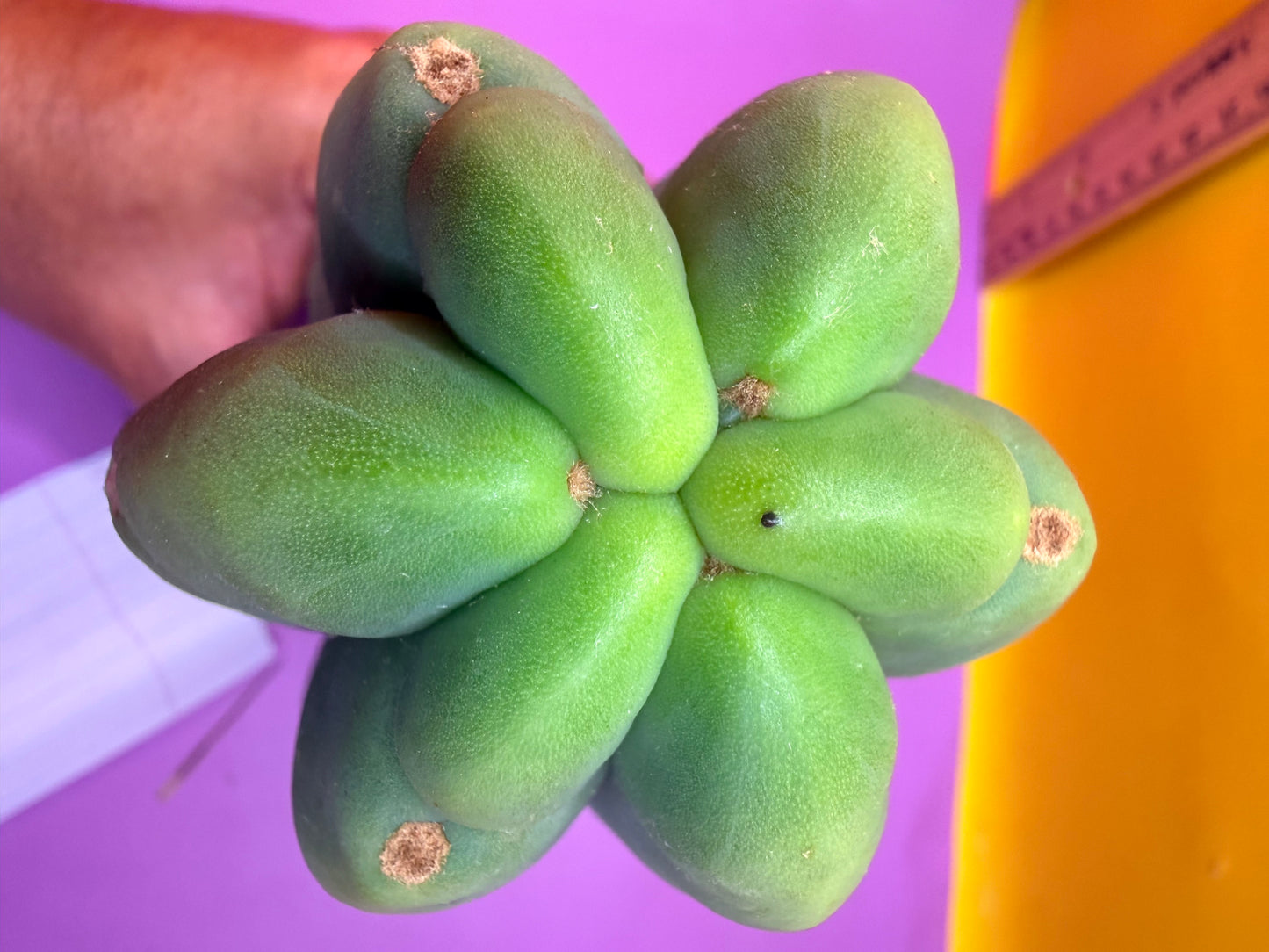 “LMA” bridgesii