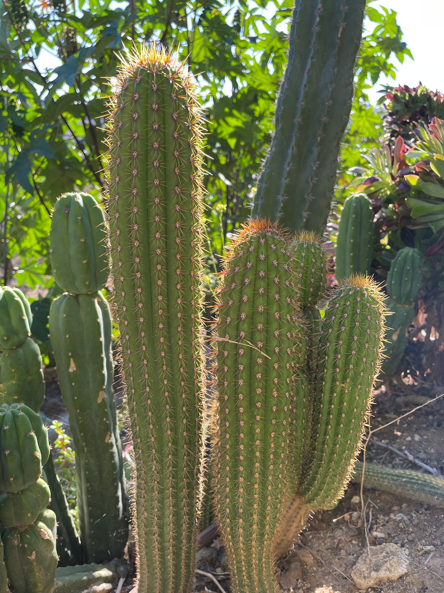 Trichocereus  Spachianus seeds