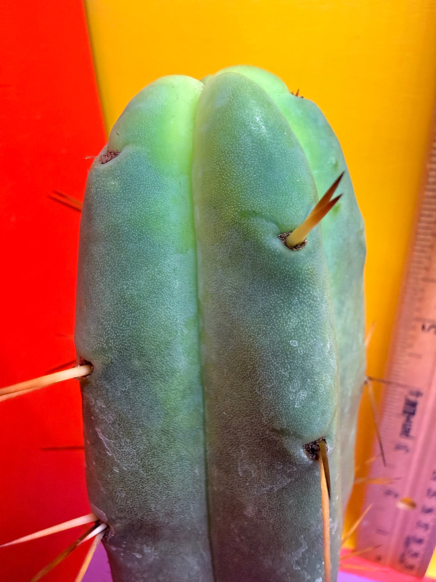 Jiimz Twin Spine !