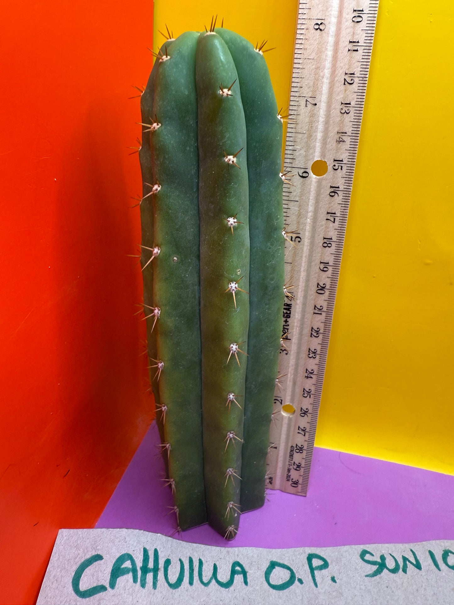 FRIDAY DEAL ⭐️CAHUILLA OP this exact cactus  !