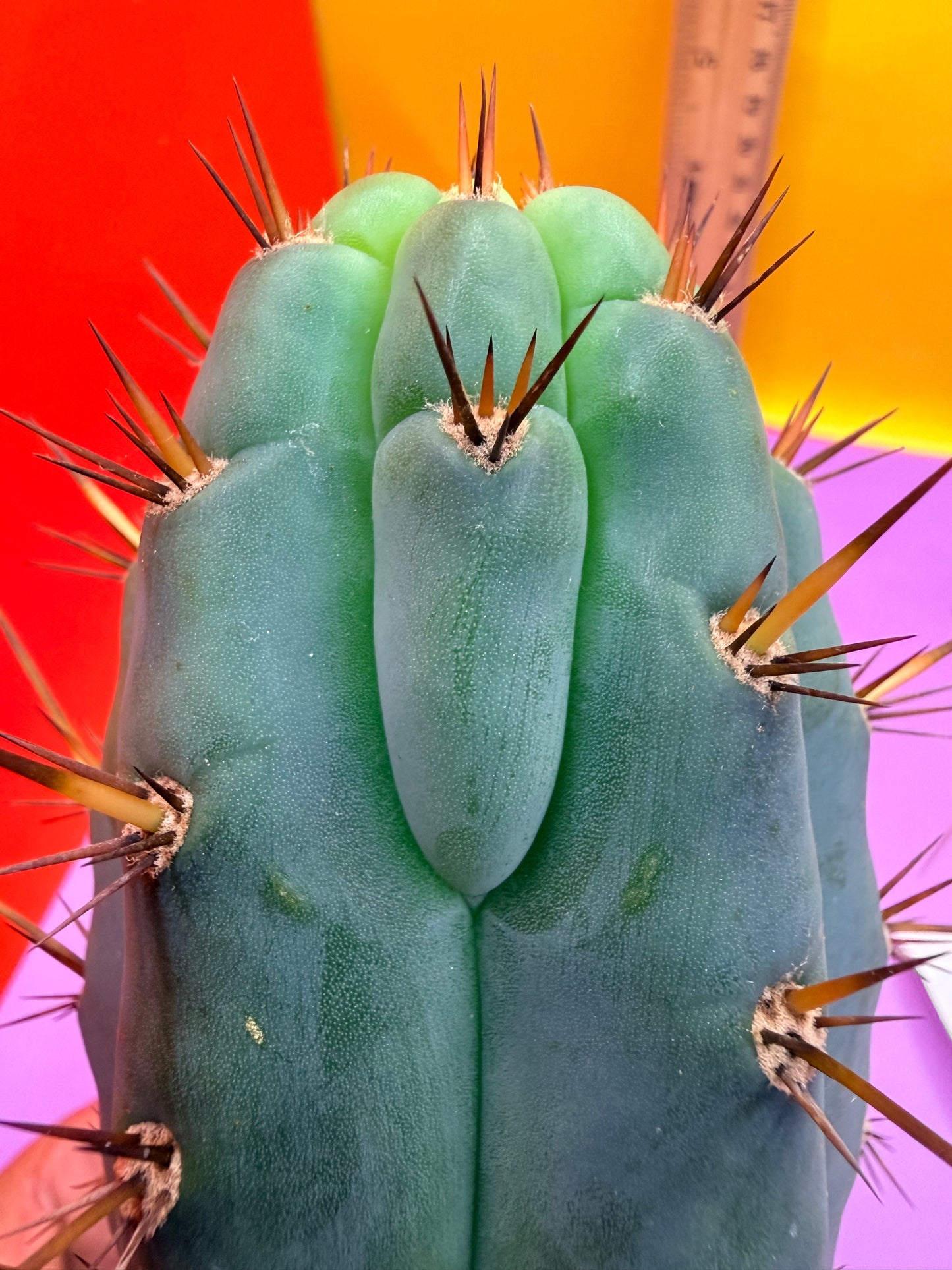 “RC’s T.P. 🧻”  trichocereus peruvianus !!