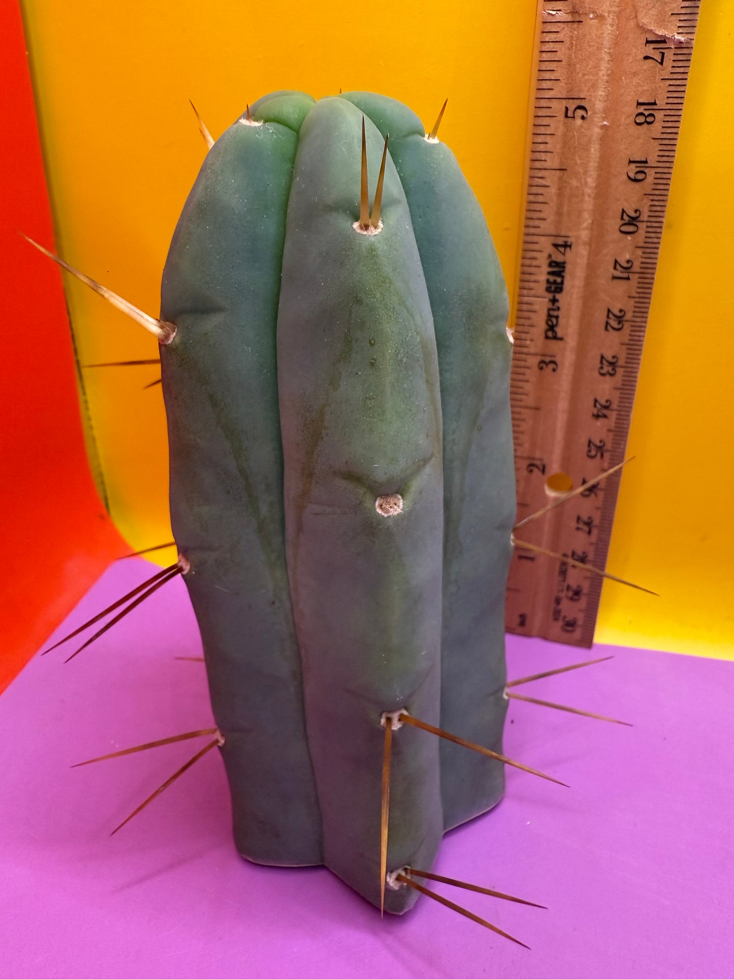 Trichocereus Bridgesii cutting of “DEL DIOS”