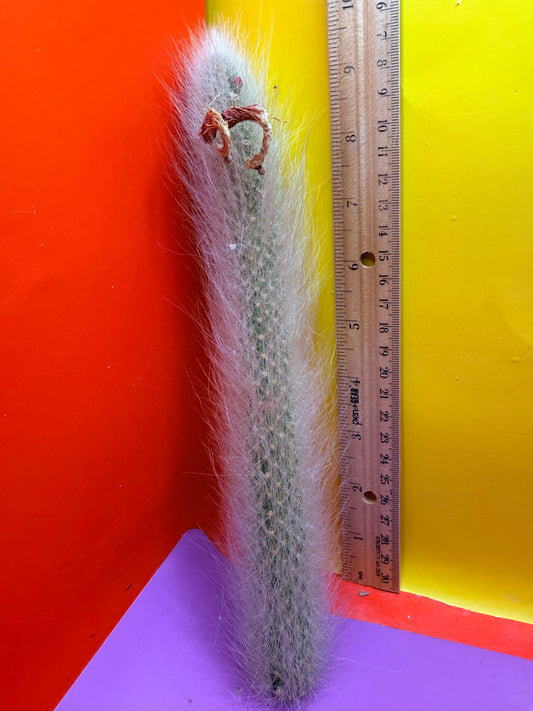 Monkeytail cutting !!!
