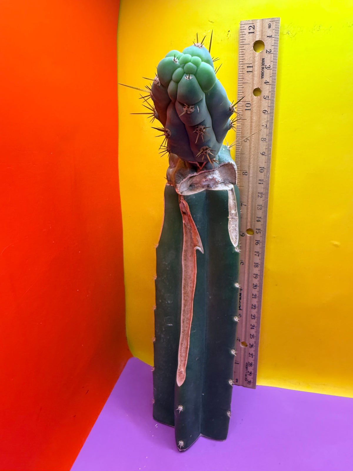 Grafted Bruce’s Dragon