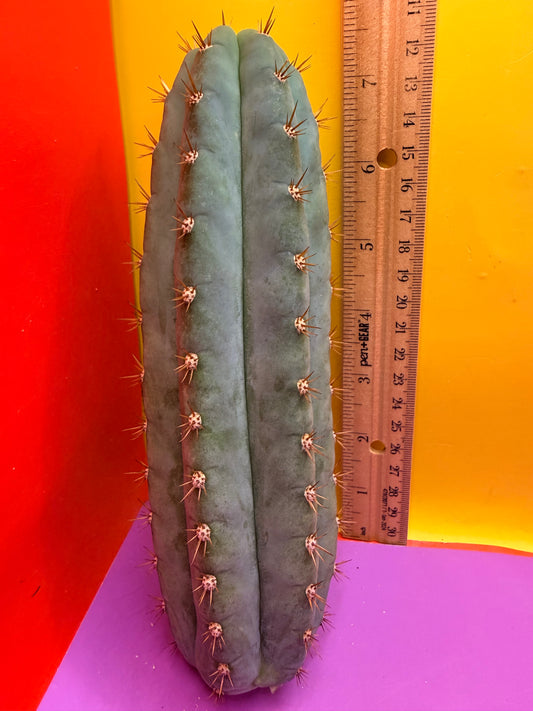 Cool San Pedro Cactus !