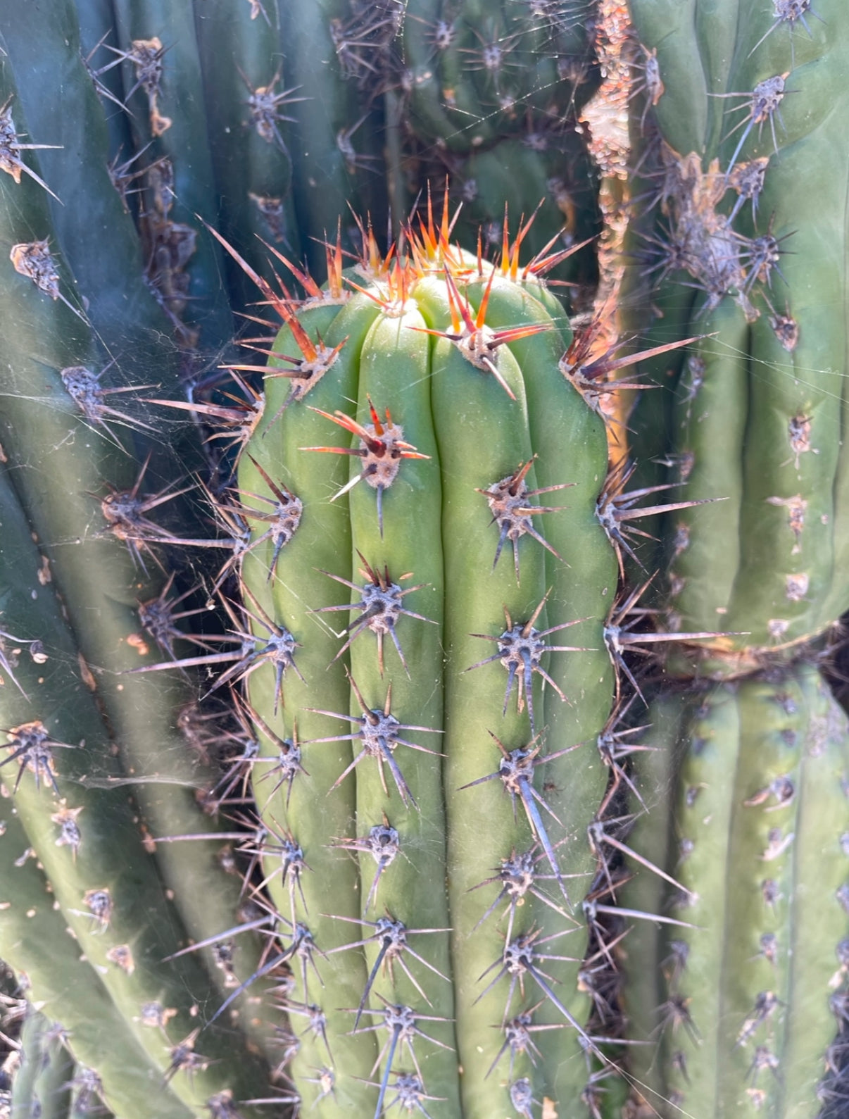 FREE TRICHOCEREUS TACAQUIRENSIS SEEDS !