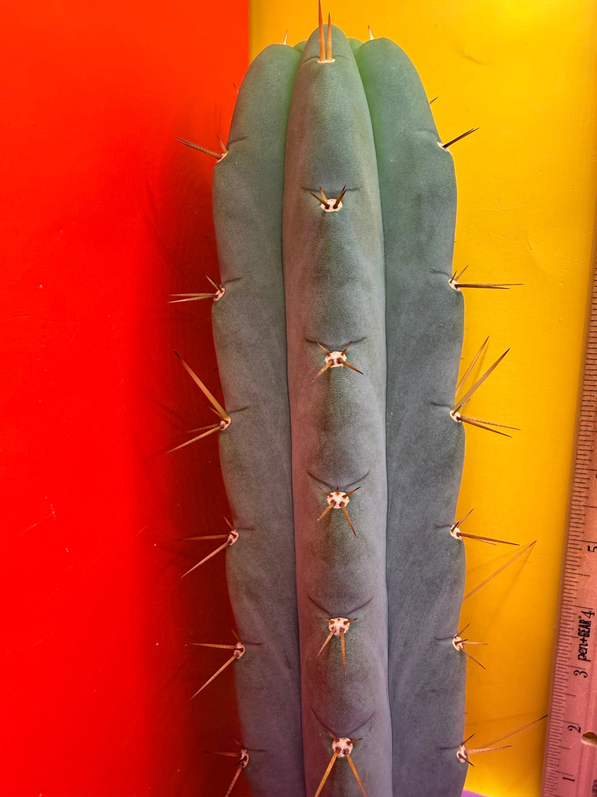 Yowie x Wowie cactus cutting
