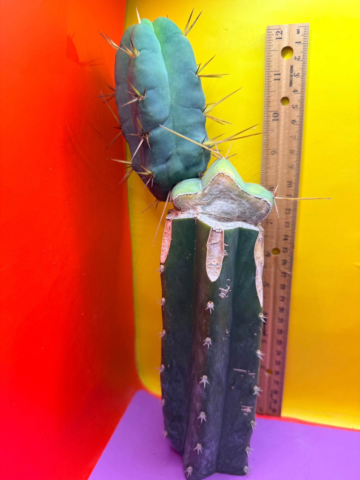 Grafted El Serpieñté