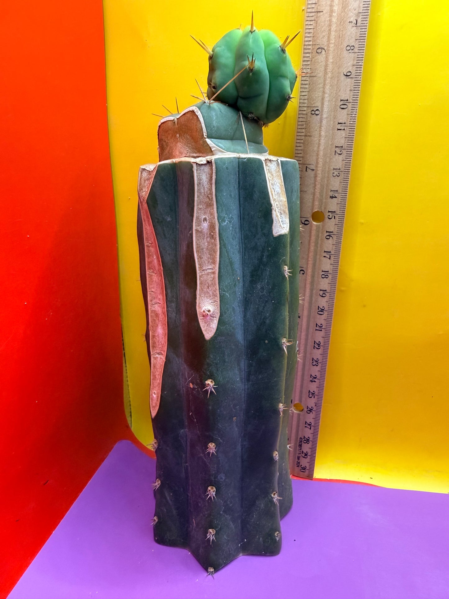 Cactus Kate Bridgesii