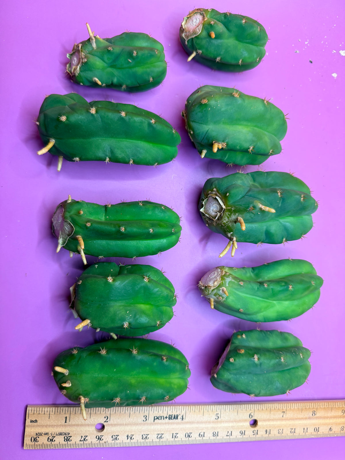 10 pack Rooted San Pedro cactus 🌵 Pups !