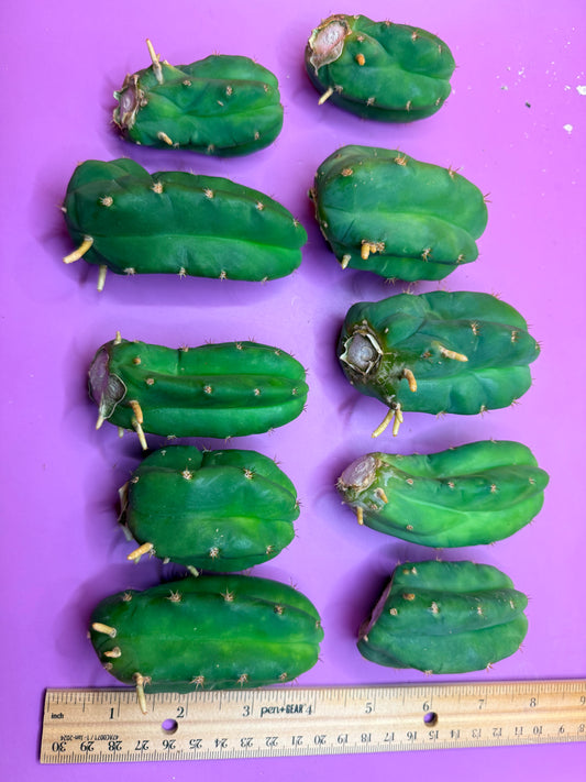 10 pack Rooted San Pedro cactus 🌵 Pups !