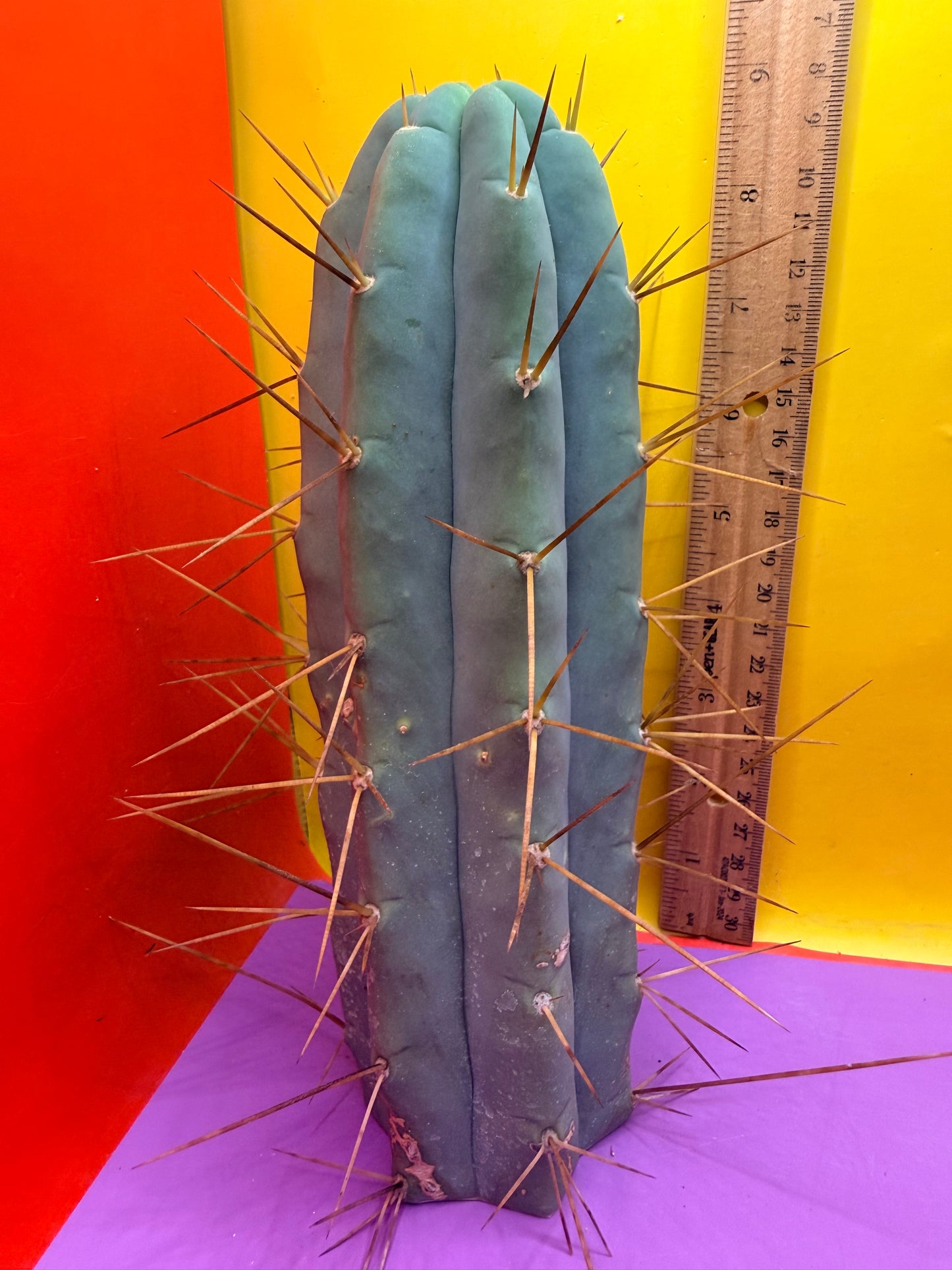 Revert Longform TBM PENISCACTUS !!!