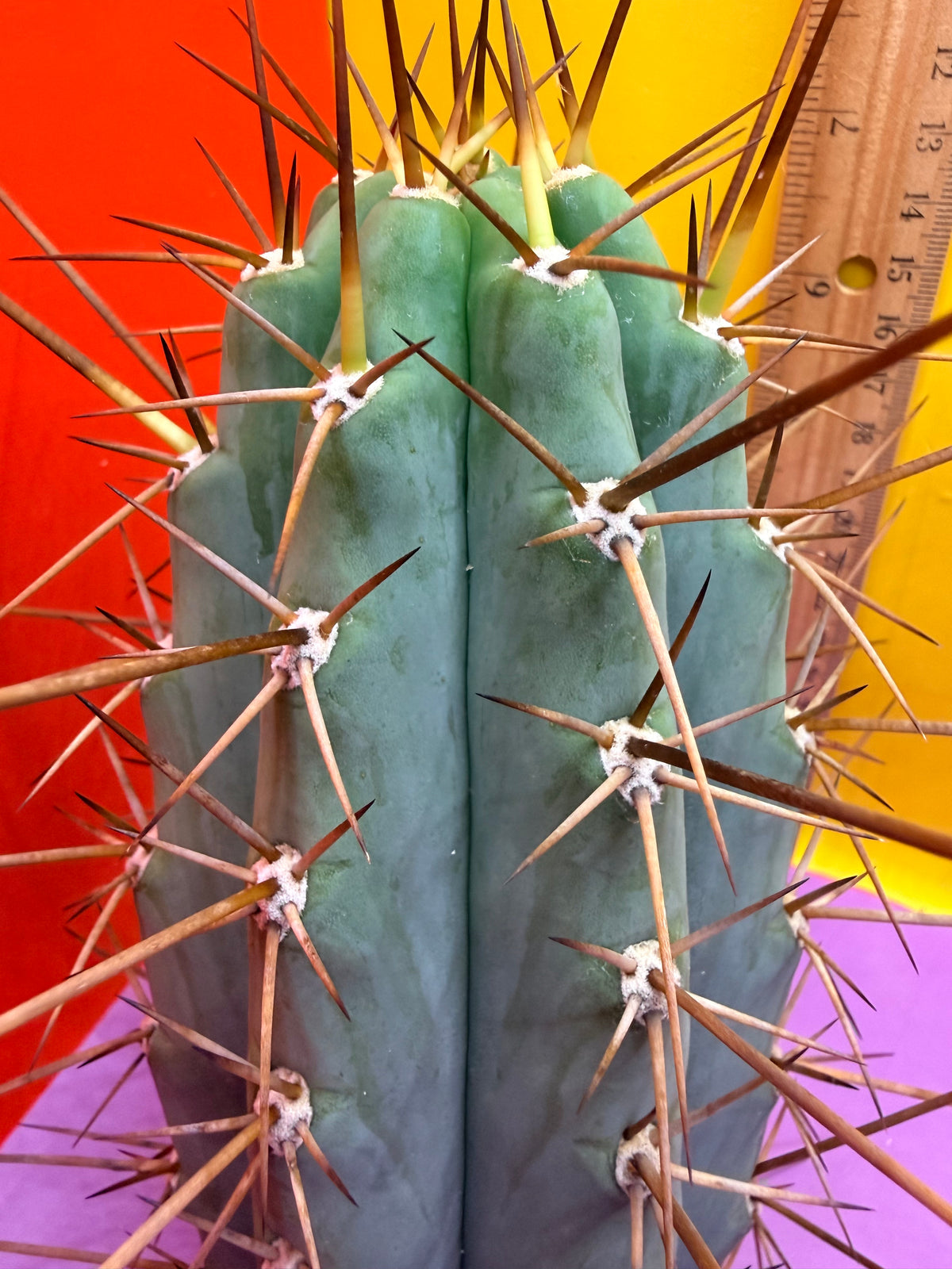 San Pedro Cactus  NOID