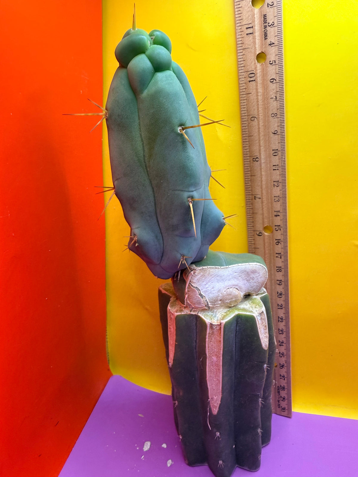 WALTS DRAGON ! 🐉 grafted cactus