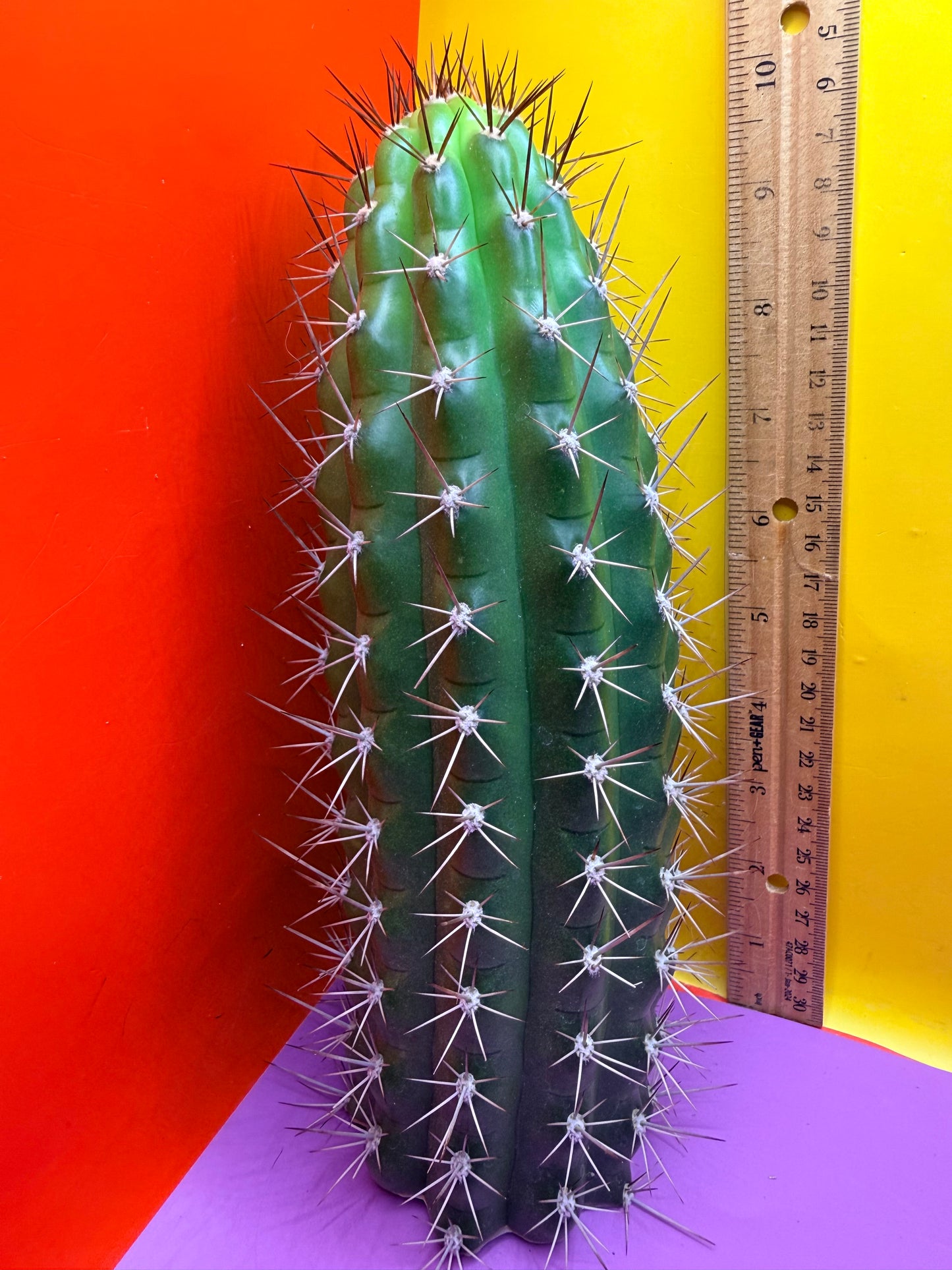 Trichocereus thelegonus