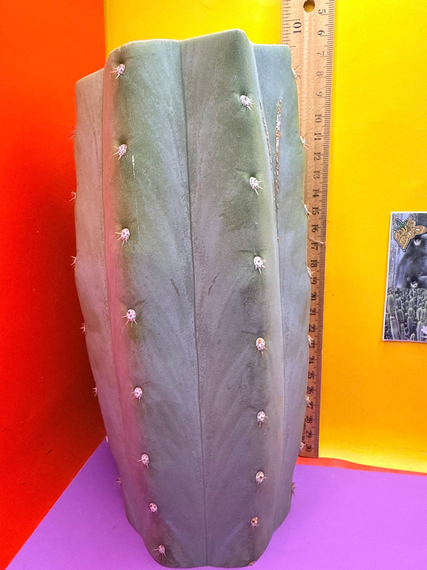 Blue Juules Giant !