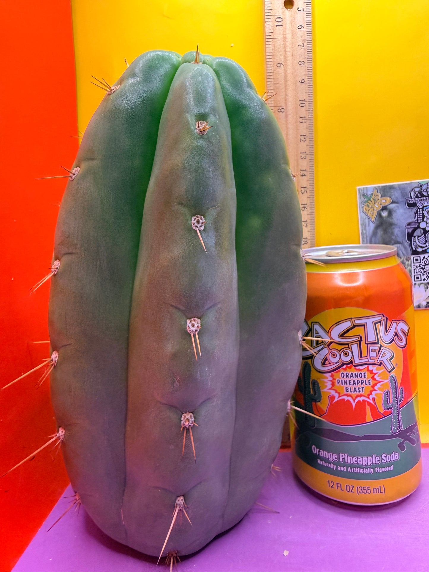 Fat huanucoensis “DON HUAN” over 4” thic !!!