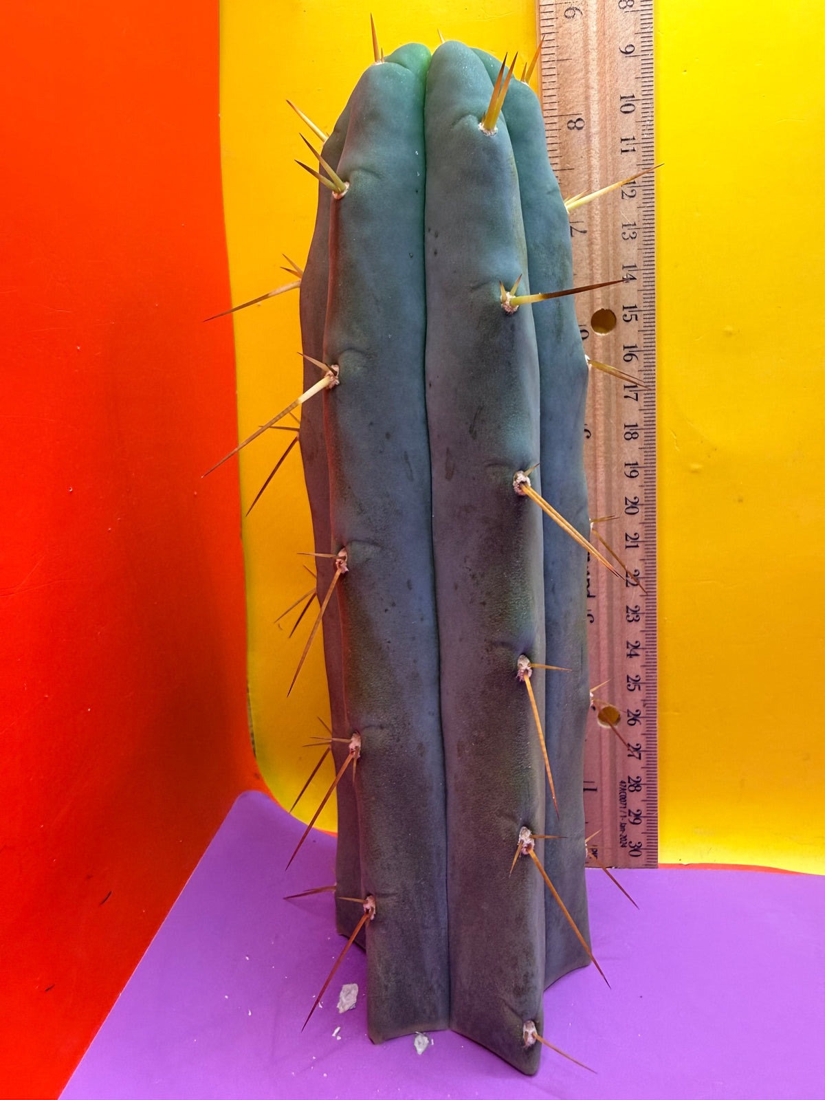 “H1” Trichocereus Bridgesii