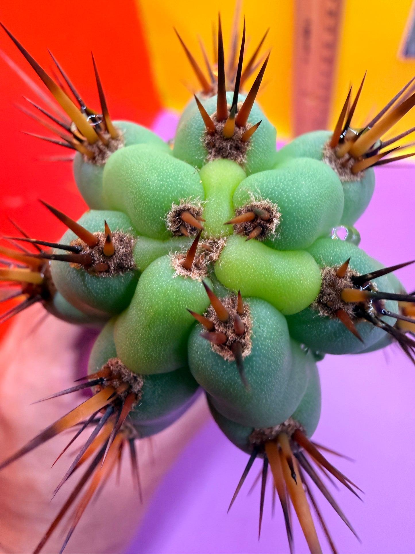 Peruzco trichocereus cactus cutting