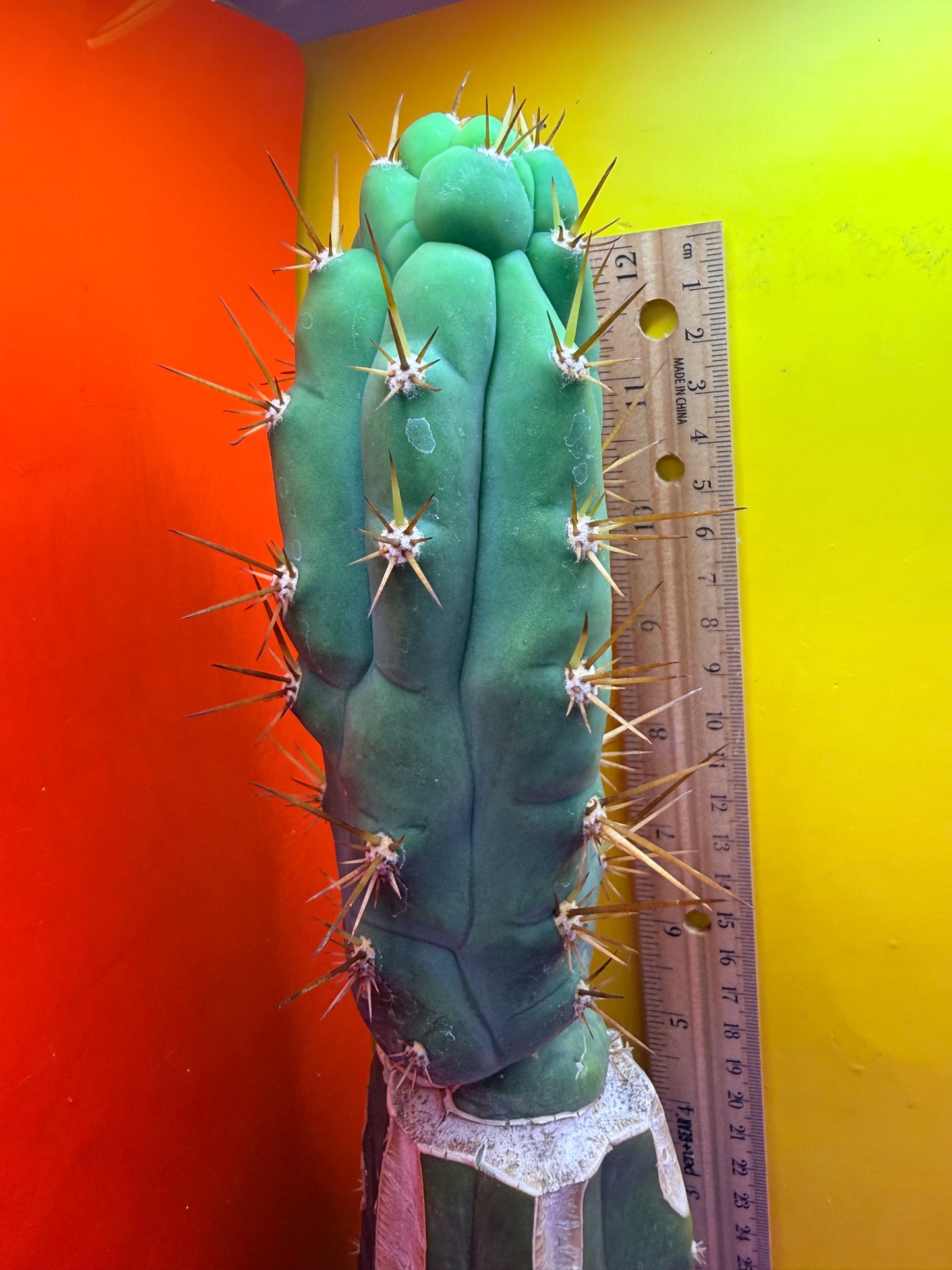 Grafted Bruce’s Dragon