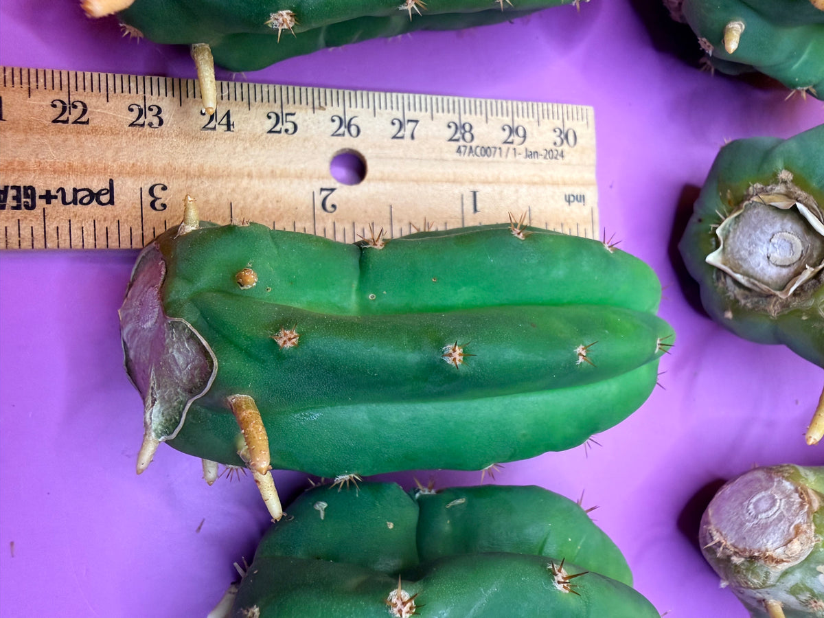 10 pack Rooted San Pedro cactus 🌵 Pups !