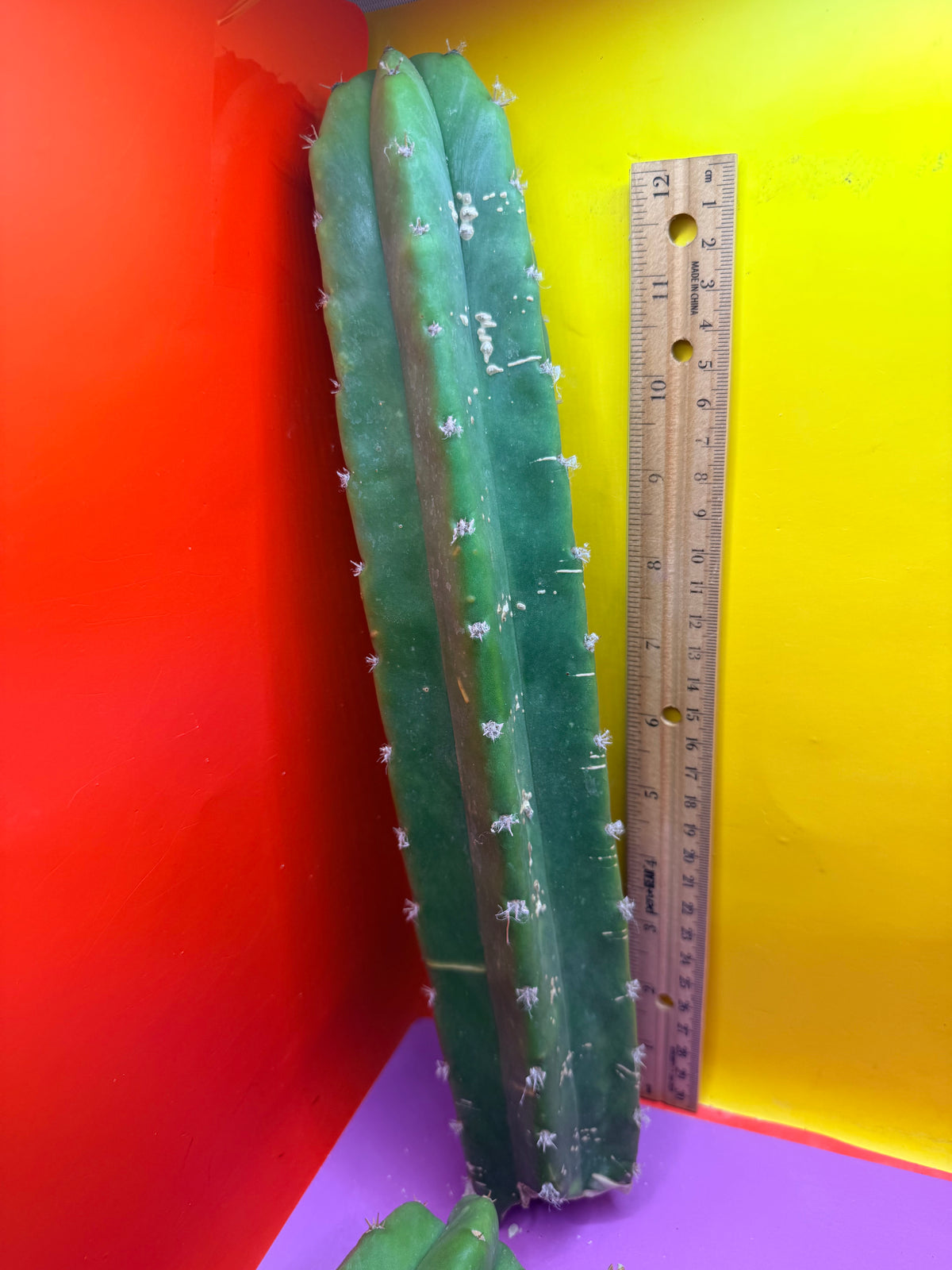 5 pack of San Pedro Cactus !