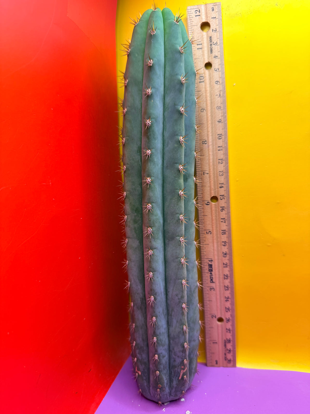 Cool San Pedro Cactus !