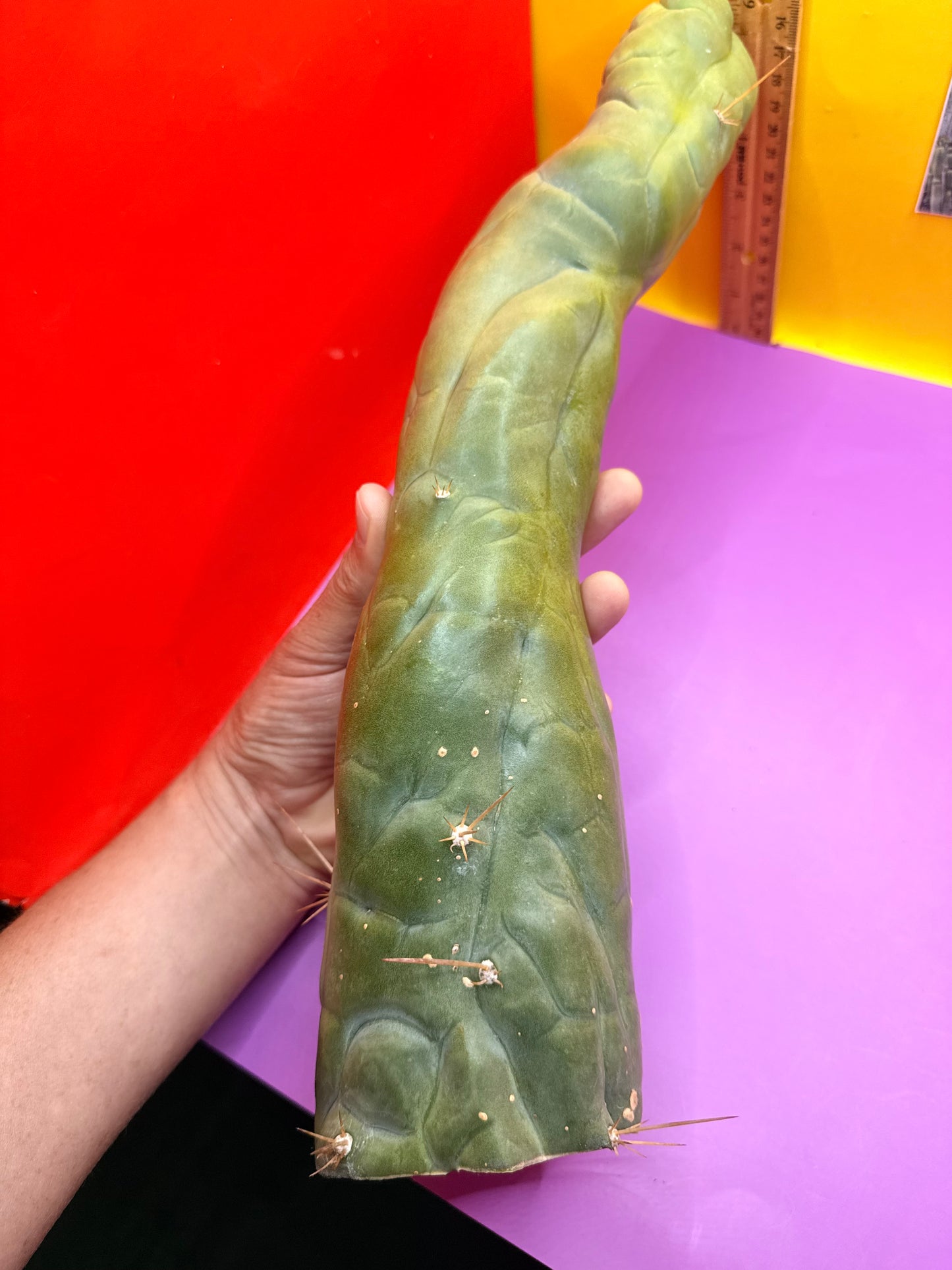 Big Thic Bruce’s Dragon 🐉