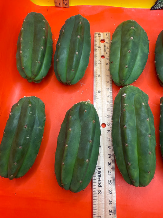 Extra Small 3”-5” San Pedro Cactus ! Fresh cut to order