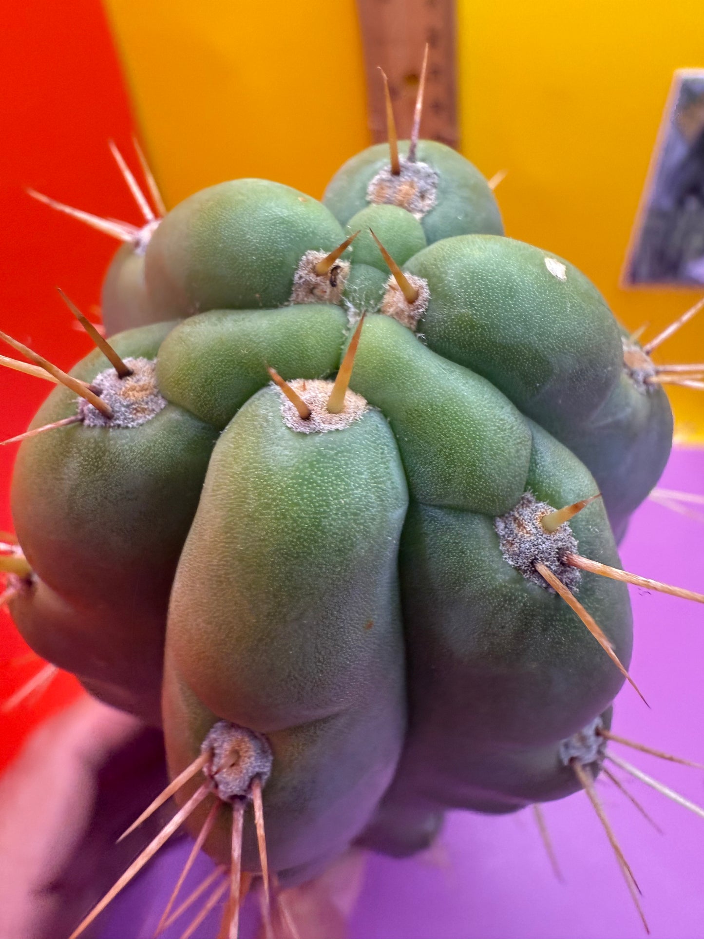 SSO3 Trichocereus knuthianus