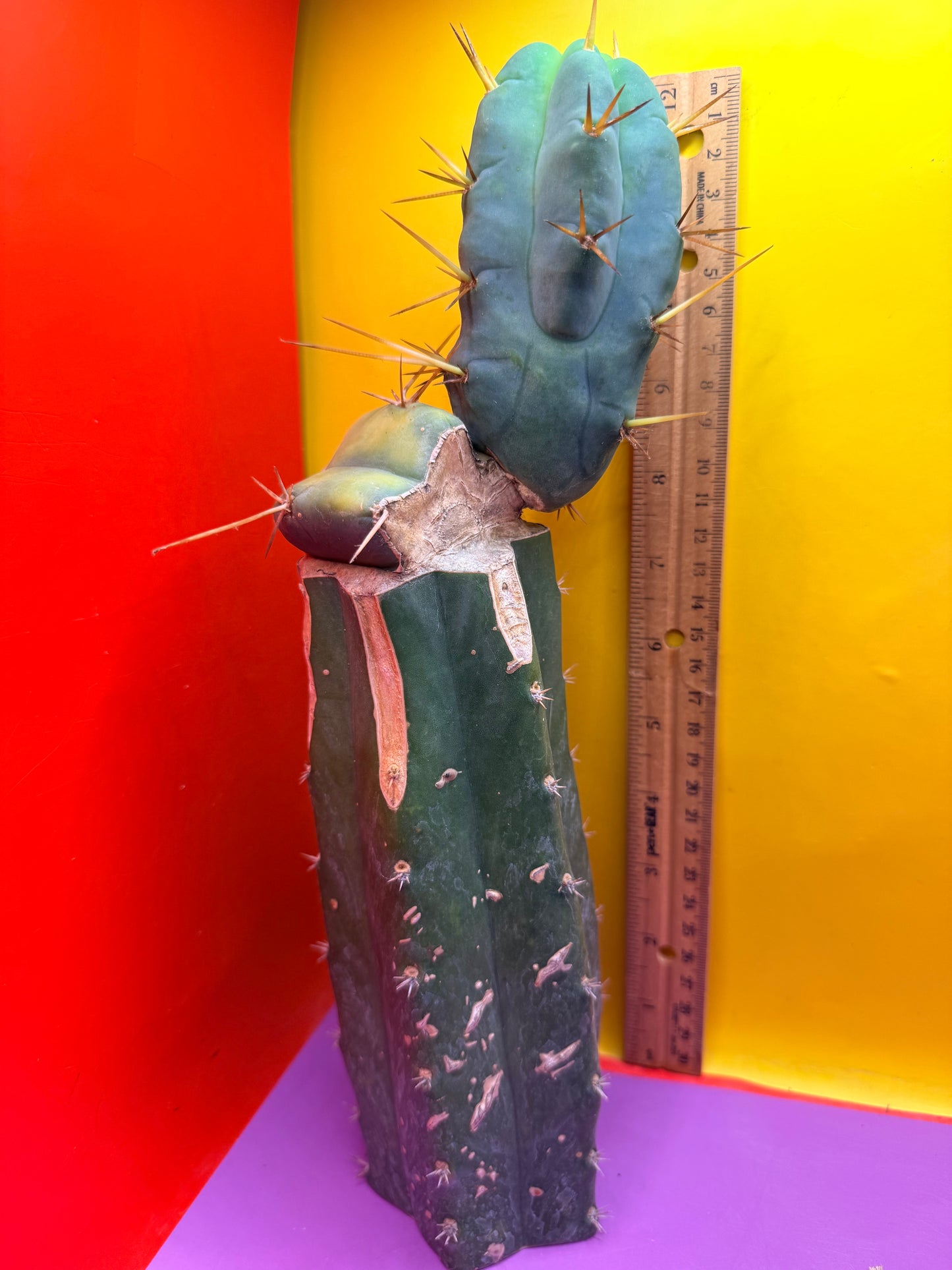 Grafted El Serpieñté
