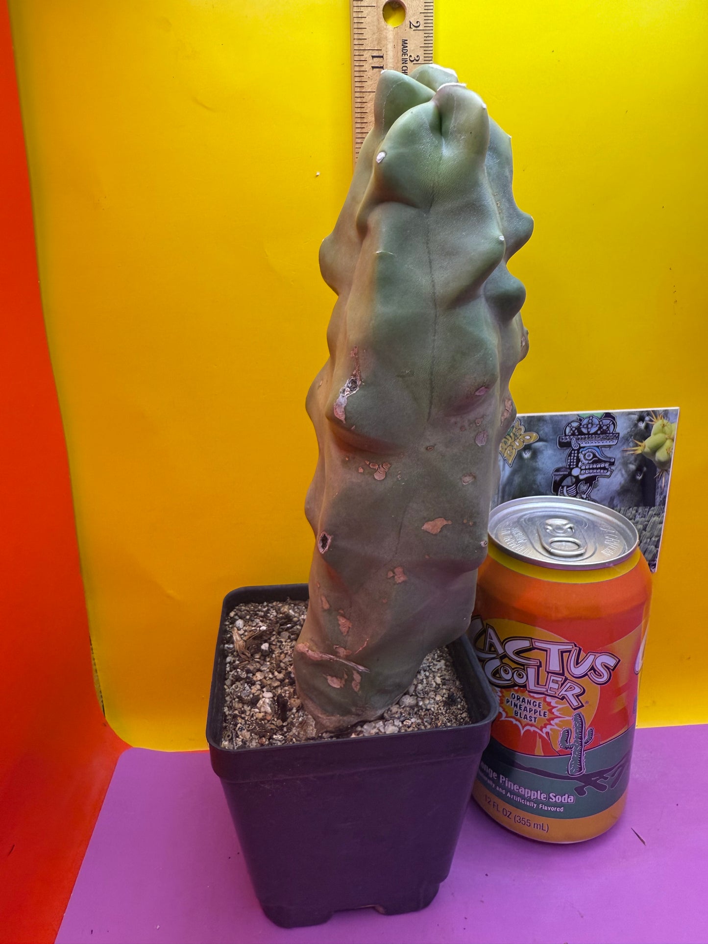 lophocereus schottii monstrose Totem pole cactus !