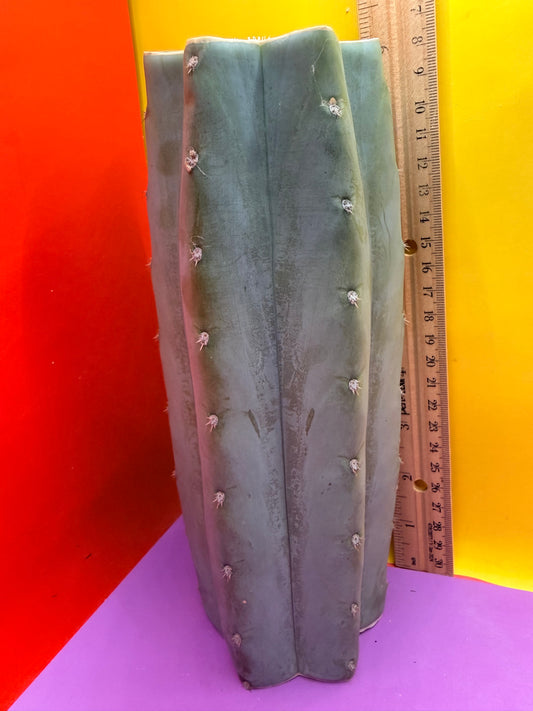 Blue Juules Giant !
