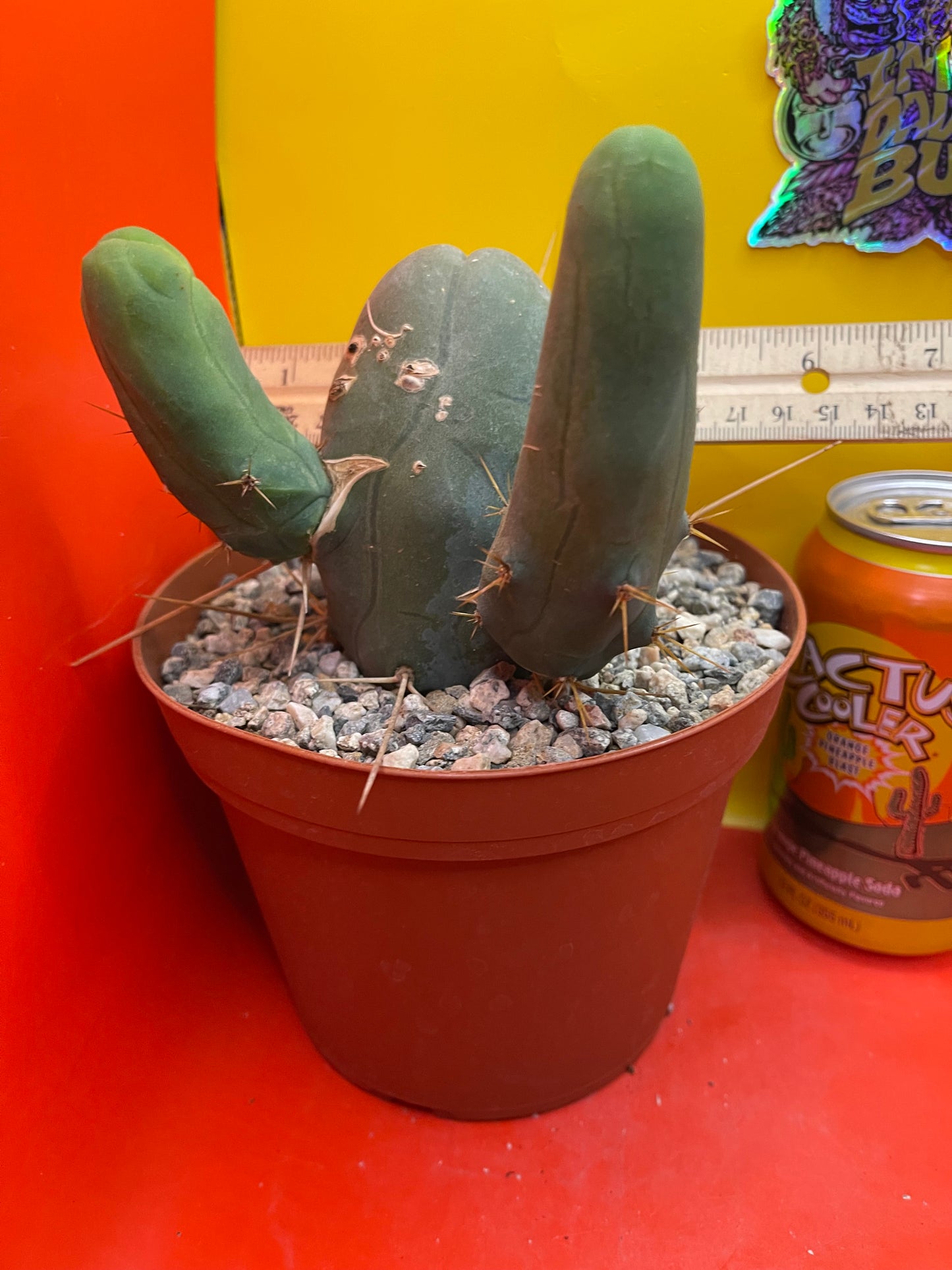 TBM !! This exact cactus in its pot