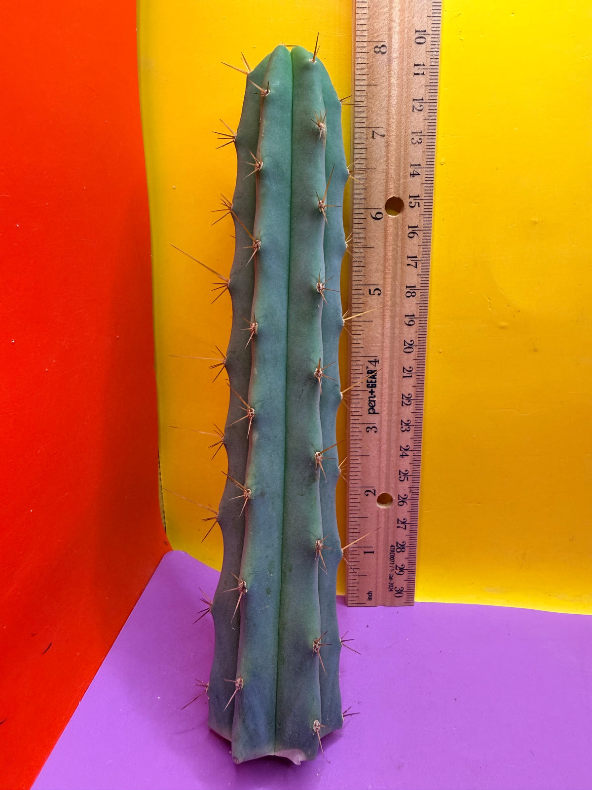Trichocereus Bridgesii SS02 x Lumberjack !