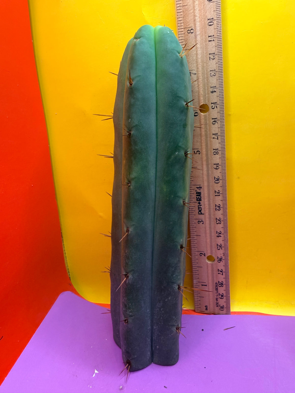 AURORAS GIANT Bridgesii cactus cutting - this exact one