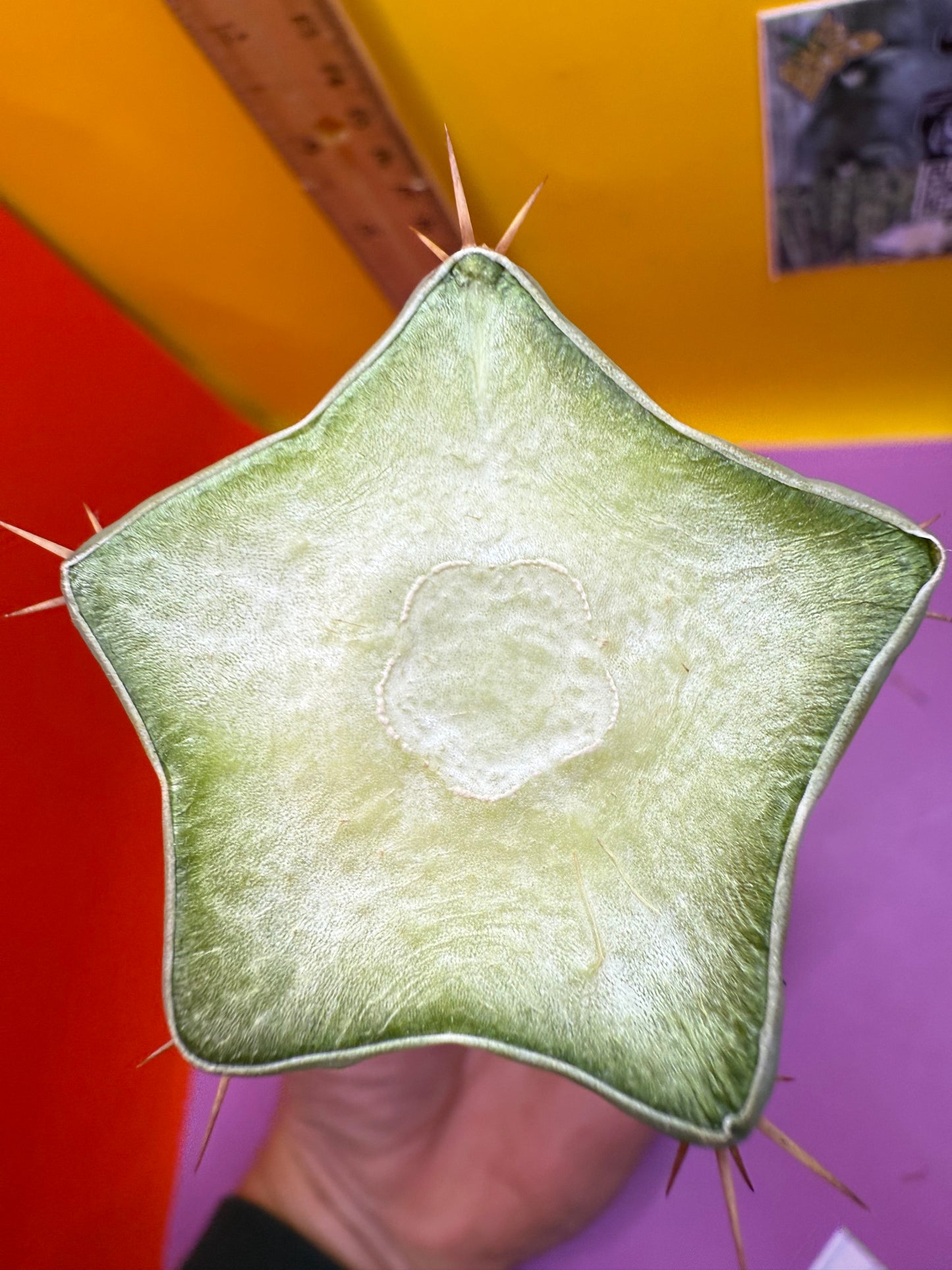 Ss02 cactus cutting