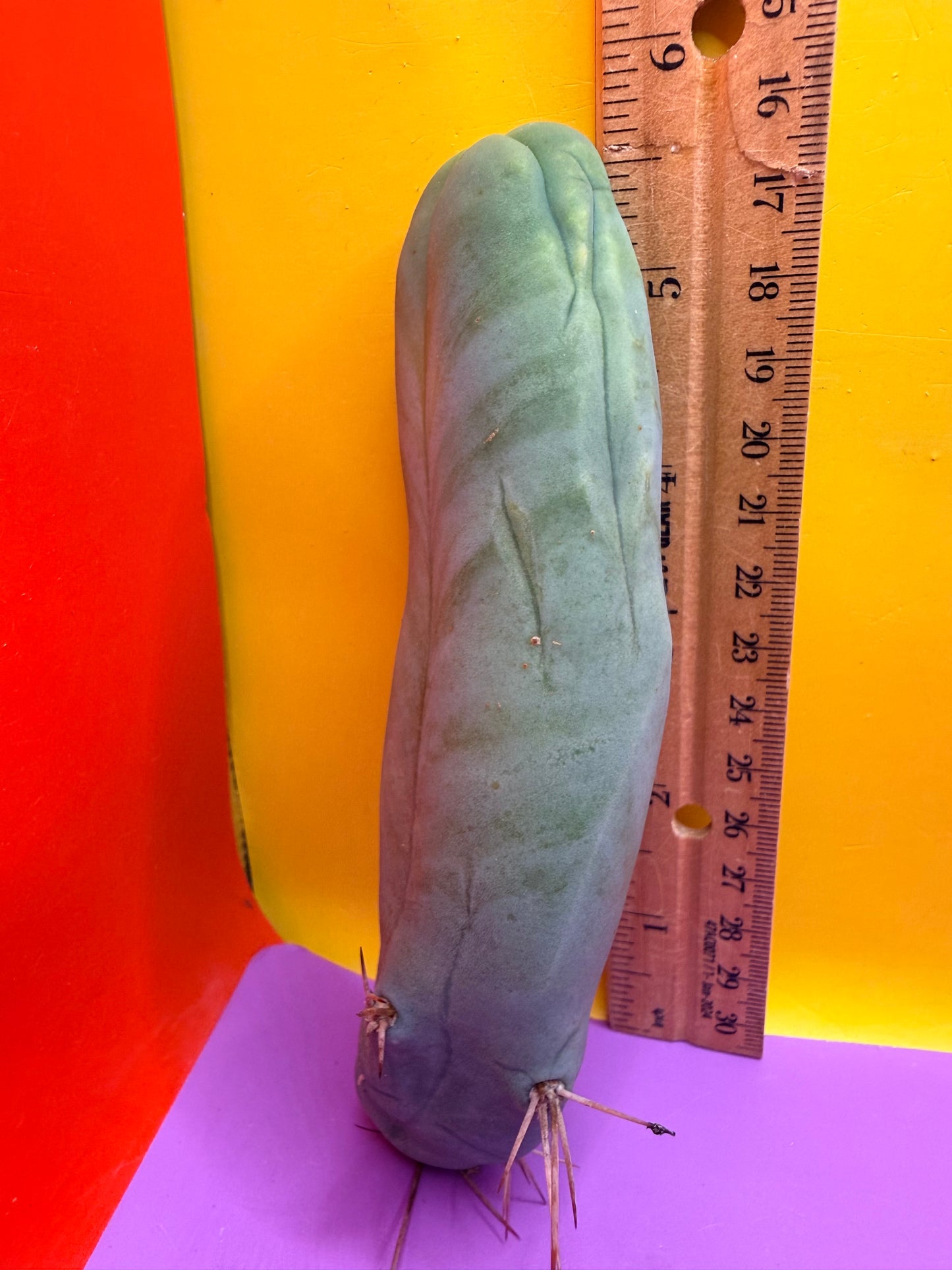 TBM-A LONG FORM CACTUS
