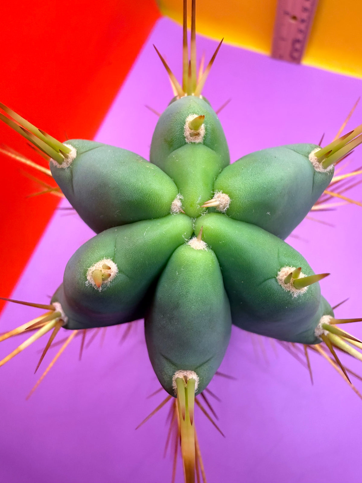 Revert Longform TBM PENISCACTUS !!!