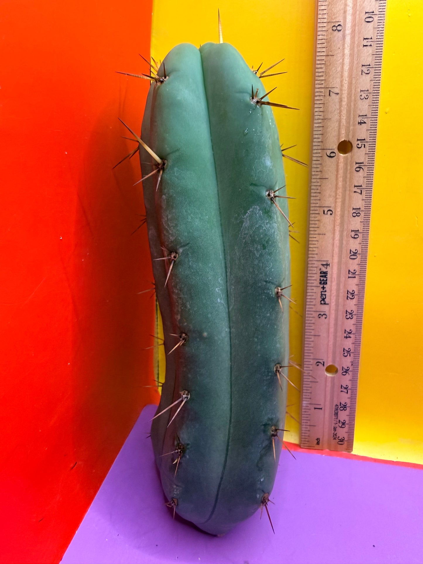 Yowie x Wowie cactus cutting