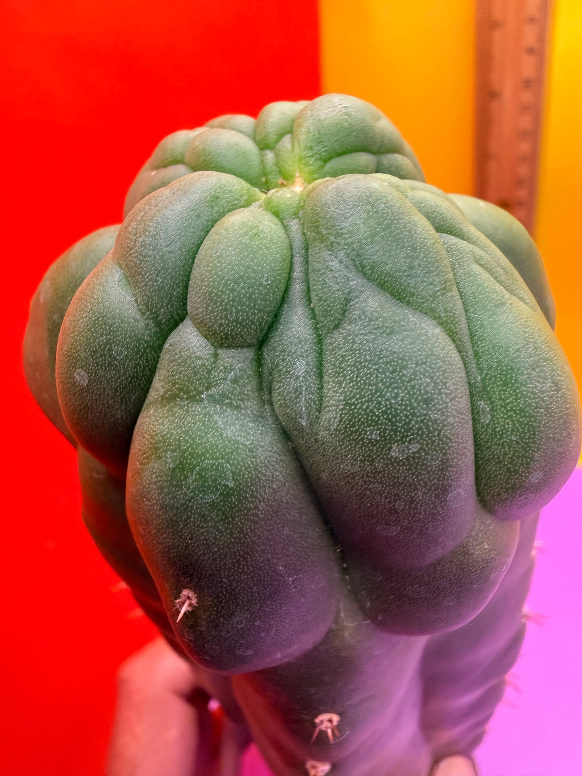 Monstrose San Pedro cactus - TPM !