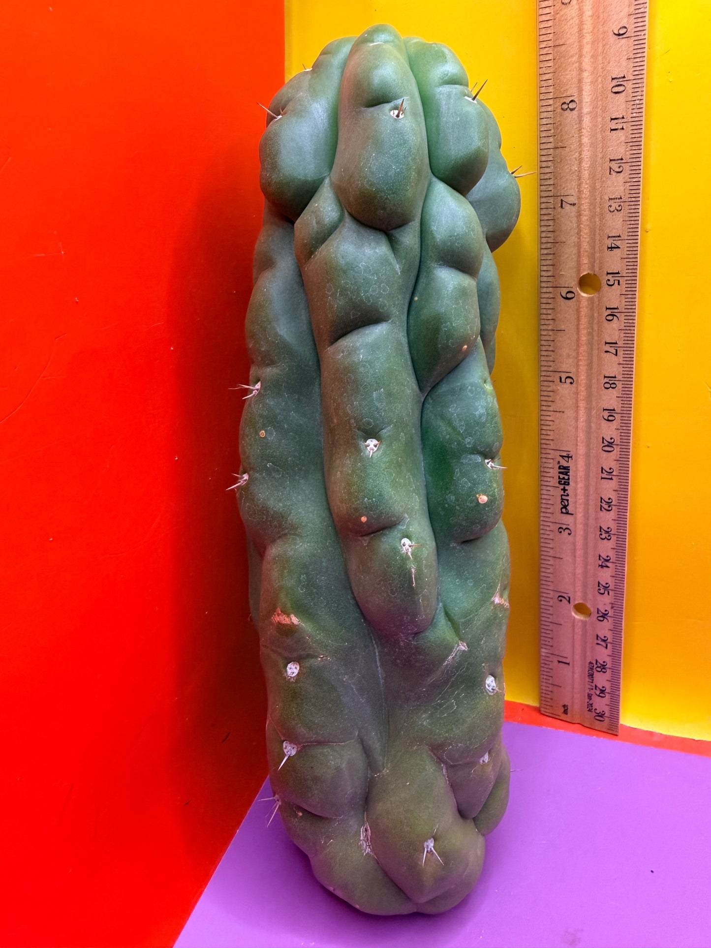 Monstrose San Pedro cactus - TPM !