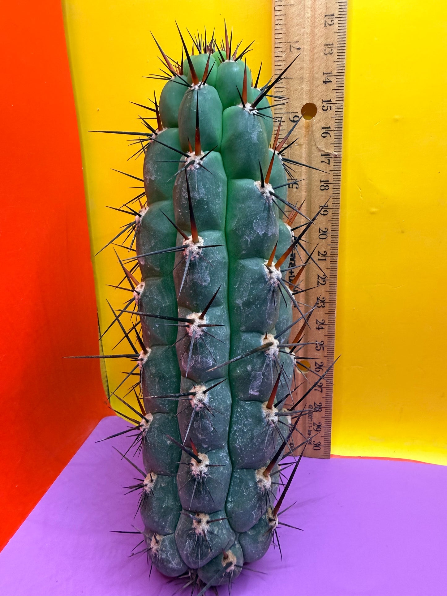 TRICHOCEREUS CHALA !